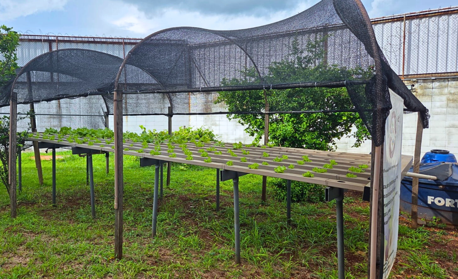 Bancadas elevadas com hortaliças em crescimento, cobertas por tela de sombreamento, fazem parte do sistema de aquaponia instalado na área externa do CASA Campinas.